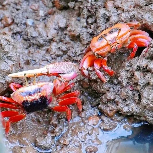 海口新晋“撒野地图”：摸蛏子、追螃蟹、玩泥巴...夏天得这样过