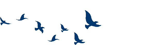 山东变身“候鸟天堂”，点击Get冬日限定浪漫