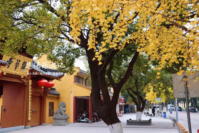 浙江宁波这座千年古寺不鸣则已，一鸣就美哭了，银杏林拍照太出片