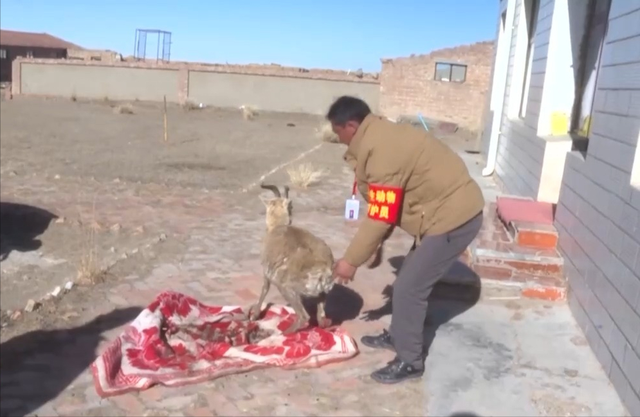 野外仅200多只！青海两兄弟8年捡59只回家，每只都给起名字