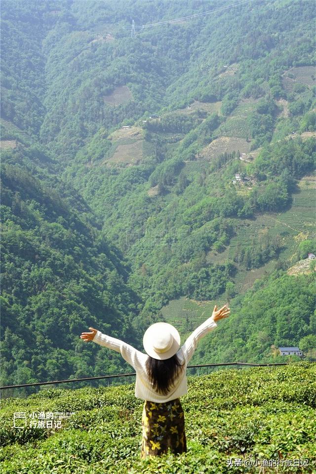 西安出发3h，陕川交界“小重庆”，超治愈的高山茶园！风景绝了