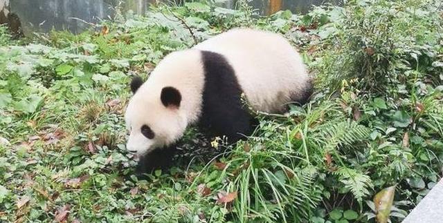 为了流量不要命，被追捧的“网红徒步线”，成死亡率最高夺命线