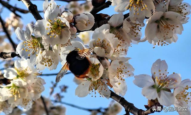 春风拂过汉江，花开成诗，不必远行，推开窗就是人间仙境！