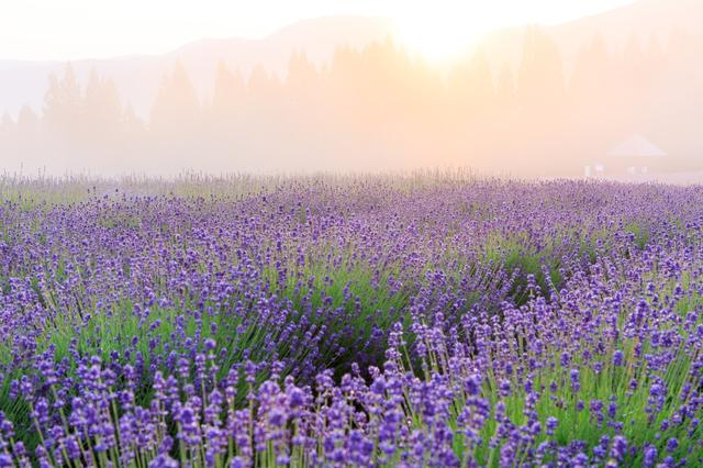 伊春没想到，鹤岗也没想到，现在的哈尔滨，怎么突然这么火了！