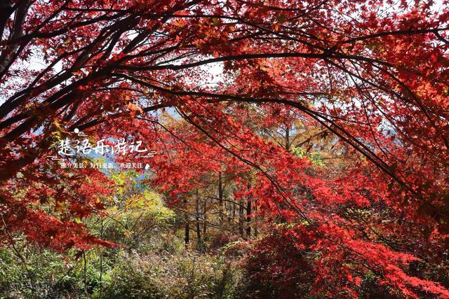 雪窦山深处的古村，周边的红枫胜境太美了，弥勒大佛观景地是亮点