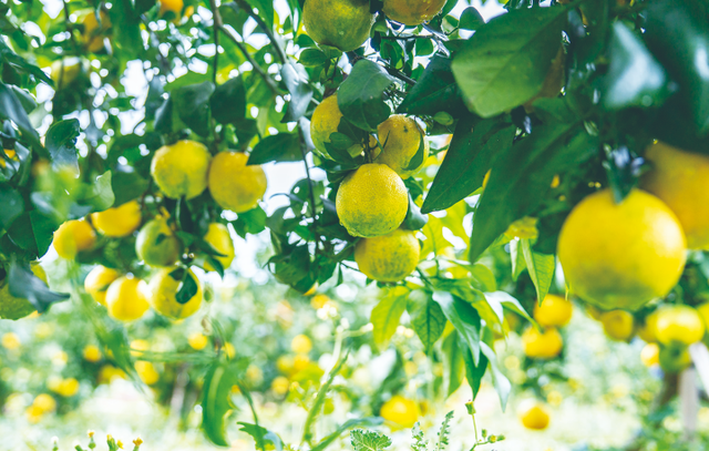 巫山：秋日巫峡 斑斓画卷