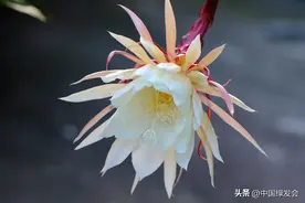 惊艳！昙花不按常理出牌，早晨悄然绽开图片