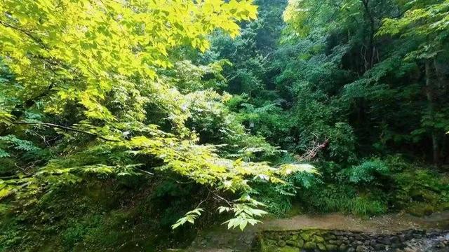 陕西金丝峡，去1次想10次的峡谷！7公里秘境藏4大惊喜！