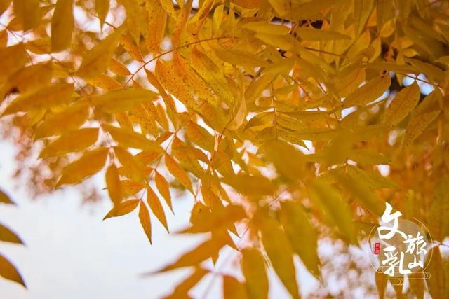 当秋风吻过乳山：一场关于色彩与治愈的漫步指南