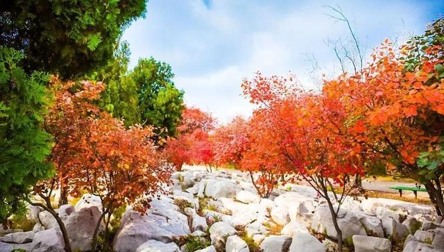 来淄博“捡秋”！海岱楼、周村大街…全被捡出来了→