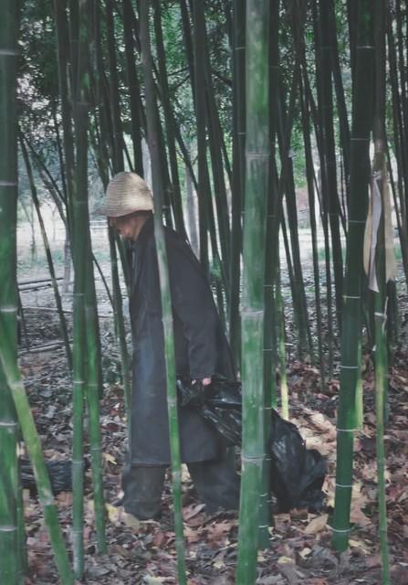 雾散竹青处 心向暖阳行