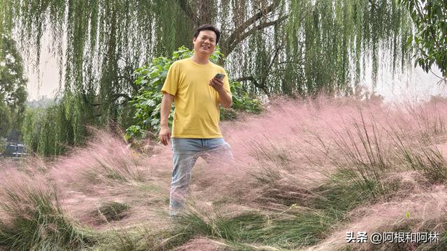 秋日粉色浪漫！南京紫金山下免费花海，还有神仙猫咪和霸气大鹅！