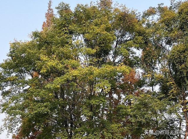 成都城市中的草原牧场，彩林比阿勒泰还美，公交车地铁直达！