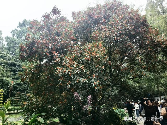 杭州植物园的菊花展——一场关于菊花的饕餮盛宴（二）