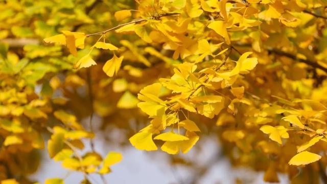 一眼千年！田河村153棵古银杏正“染金”，国庆去这就对了