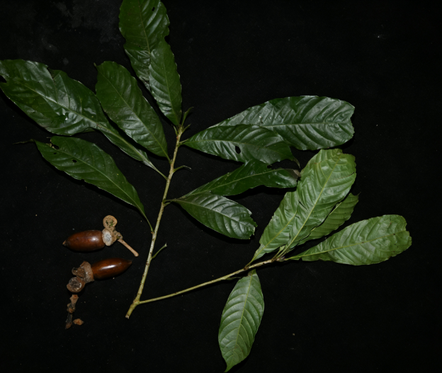 首次发现仅3株，25年云南又发现2株，网友：不稀奇	，老家遍地都是