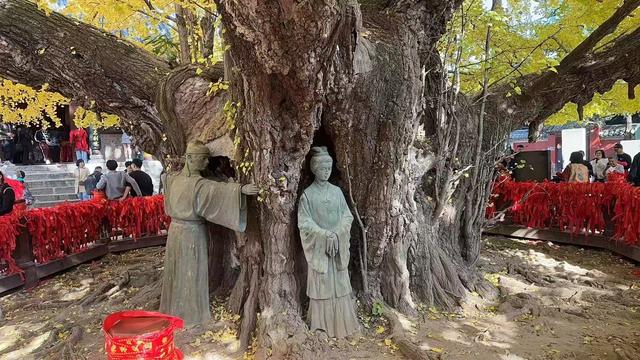 独木·野树·秋林——银杏三境记