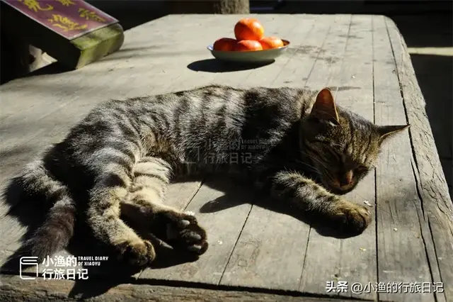 黄了黄了！西安秦岭1700年神仙古树，又到一年最美时！