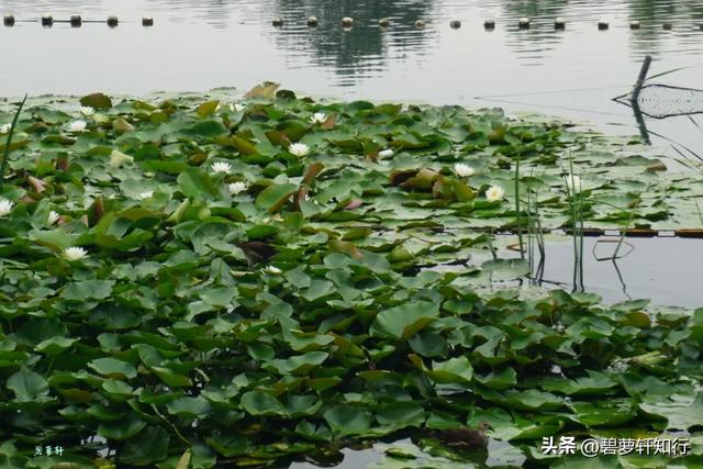 北京什刹海西海湿地公园：人少景美的赏荷胜地，还有一座美术馆