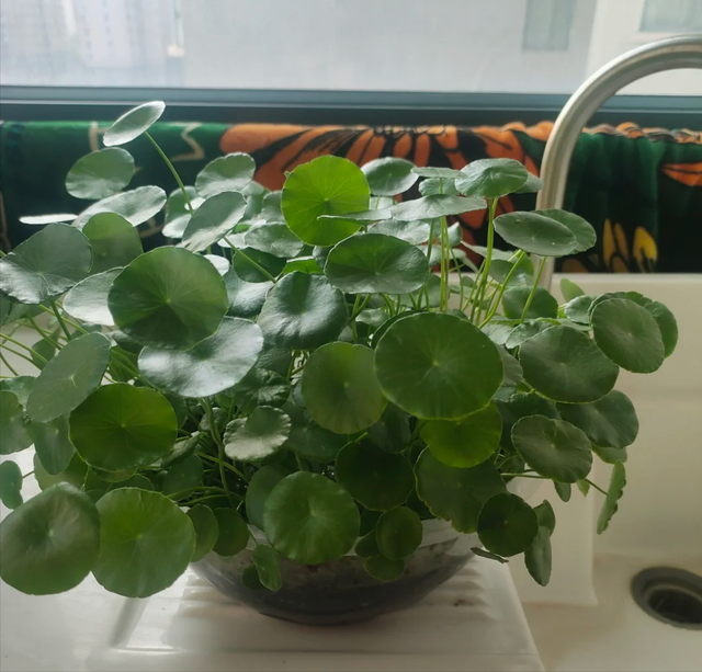 立秋后，6种花进入“危险期”，当心“黄叶”找上门