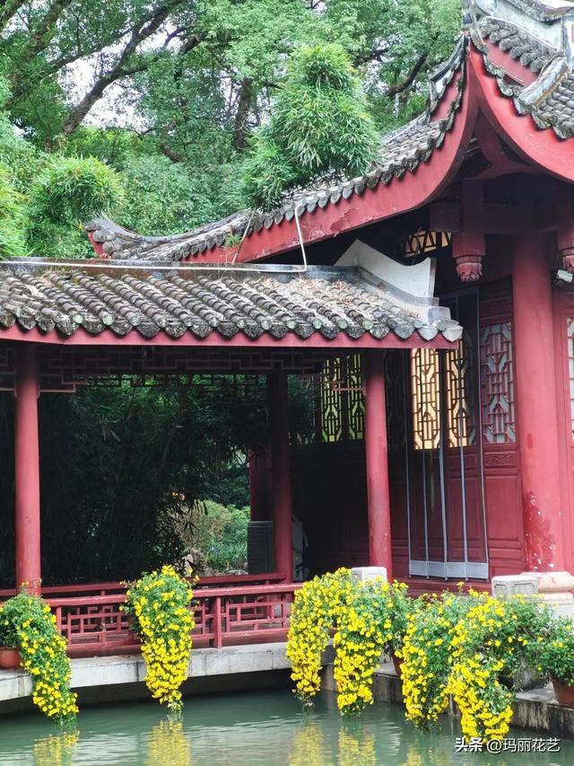 不一样的美！西湖菊展，姿态独特的悬崖菊