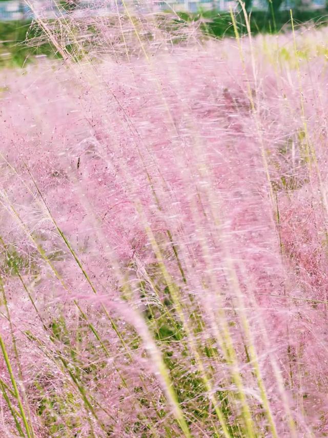 会“变脸”的花开了，醉了！去这些地方邂逅→