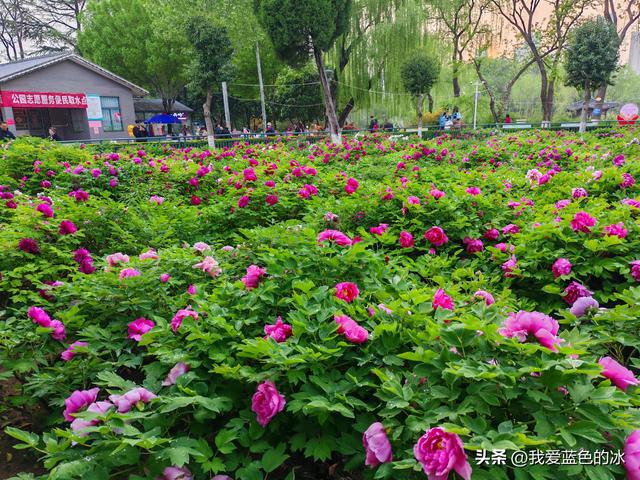 逛菏泽天香公园，这里牡丹很吸引游客，关键是二十四小时免费参观