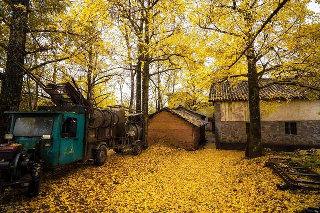 11月，去赏银杏吧！8个高颜值赏秋地，速来拍美照，挑一个就出发