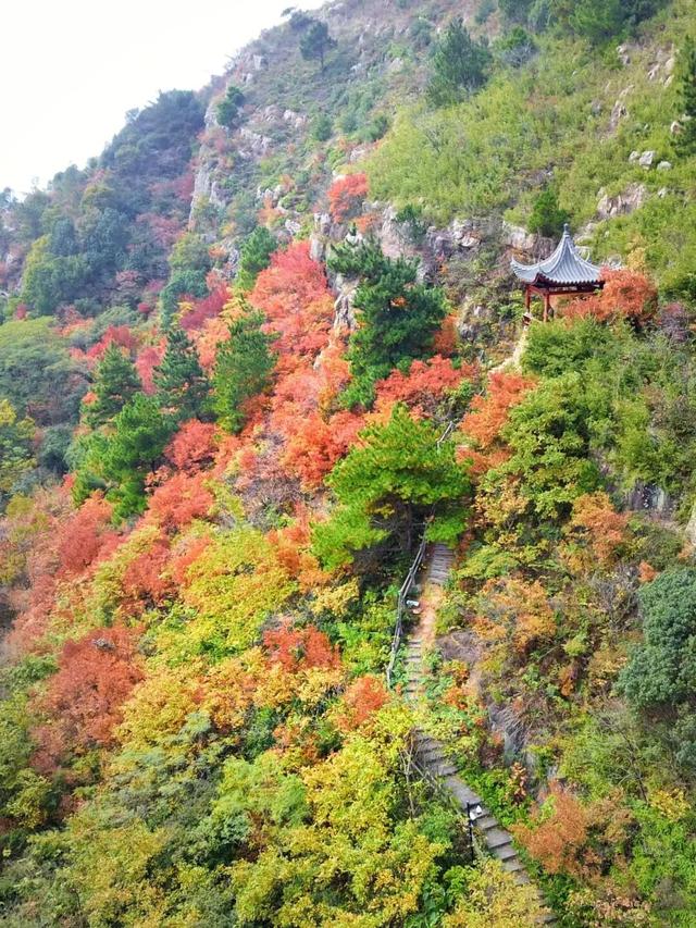 博望区“西红柿炒蛋”树上线