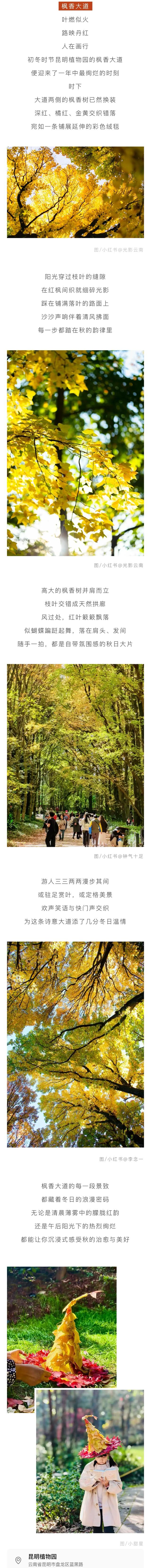 周末爆火！避开人挤人 这份攻略帮你提升盘龙“采枫” 体验感→