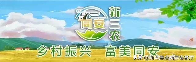 躲开“烤”验→共赴同安避暑，解锁夏日清凉之旅！