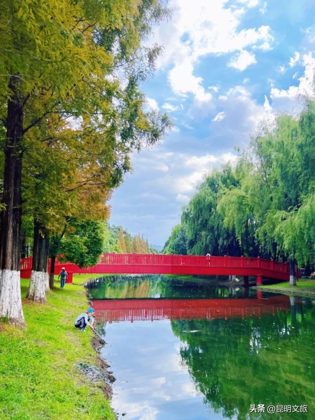 美！美美美！昆明超全水杉打卡地来袭！保姆级攻略快收藏，周末一定要冲~