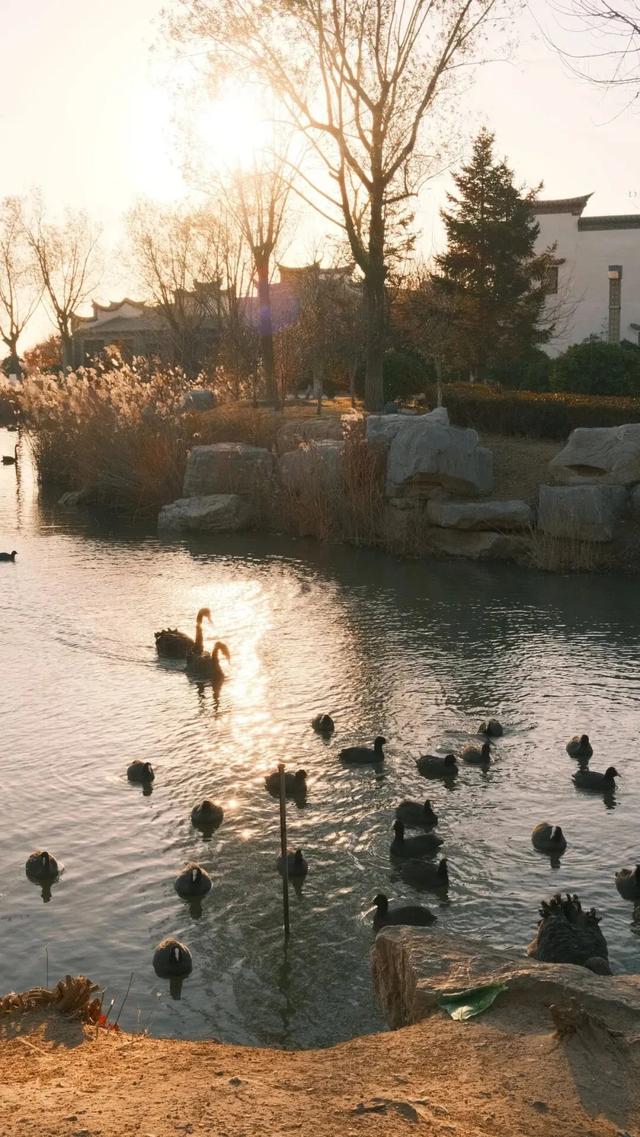 芦花飞雪！比人高+多机位！青岛氛围感芦苇荡初冬打卡地