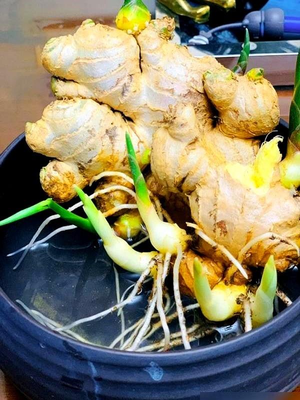 北京一姑娘“把生姜当绿植”养在客厅走红，网友：好美，好高级