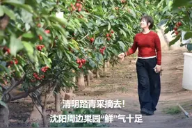 正午·12点 | 清明踏青采摘去！沈阳周边果园“鲜”气十足！图片