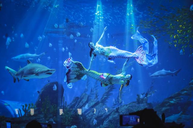 郑州海昌海洋公园，穿越梦幻海底世界，是夏季避暑遛娃的好去处