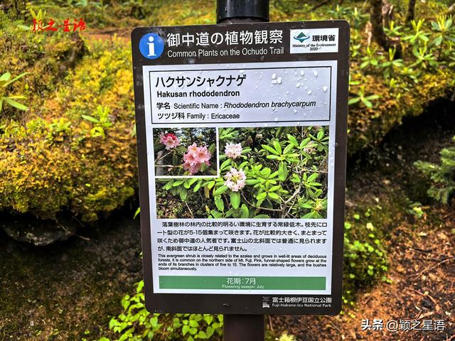 富士山和珠穆朗玛峰，年龄最大的登顶者，为啥都是日本人