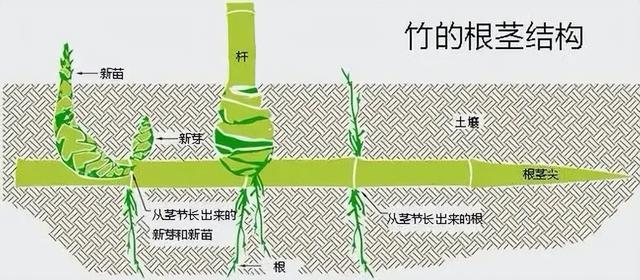 “富不富，院中树”树不是乱种的！院子种树记住三要四不要！