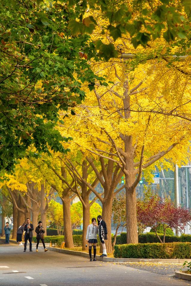 夏未走秋已至，北京半黄半绿的银杏大道，三里屯还是太时尚了！