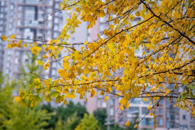 美到窒息！锦江街头的银杏可以“慢慢看”啦