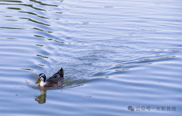九月：敦煌飞天公园秋色浓