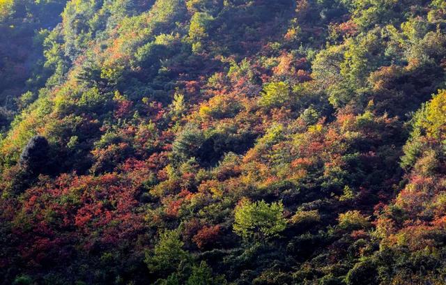 藏在武都的深秋秘境！