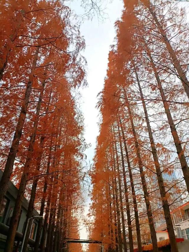 临沂「红杉」「红枫」浓度拉满，出片率100%