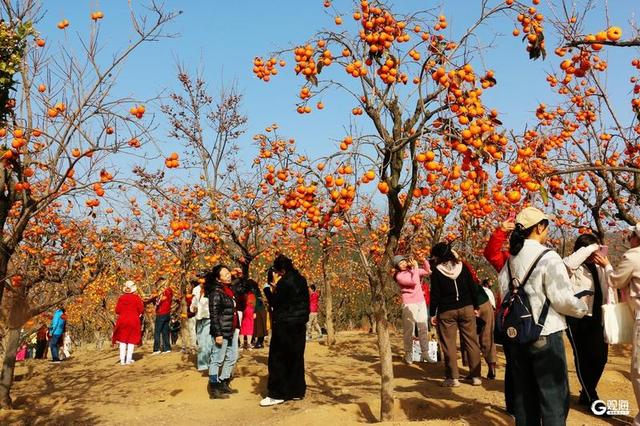 金柿映初冬，青岛藏着一处“甜蜜”公园