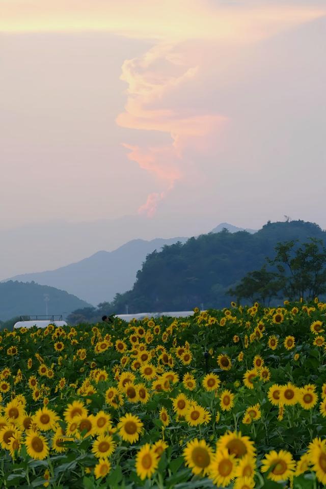 走进莫奈的画中世界，铜鉴湖花海等你打卡
