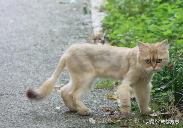 就在绕城内！成都还有个600年的“古镇”→