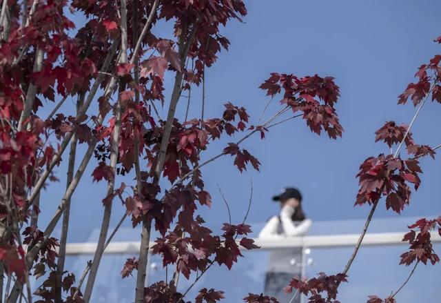 锦江公园秋意浓！红枫银杏作点缀，行走坐卧皆是诗~