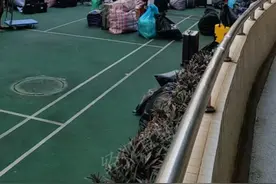 惊悚！东莞一学校跳蚤泛滥，疾控：流浪猫是幕后黑手，全面消杀！图片