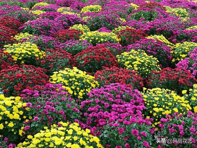 金秋赏花，醉美秋菊展，菊香满西湖