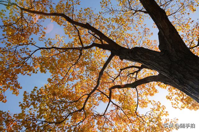 上海：闵行“小外滩”的乌桕“换妆”秋意浓错过成“遗憾”